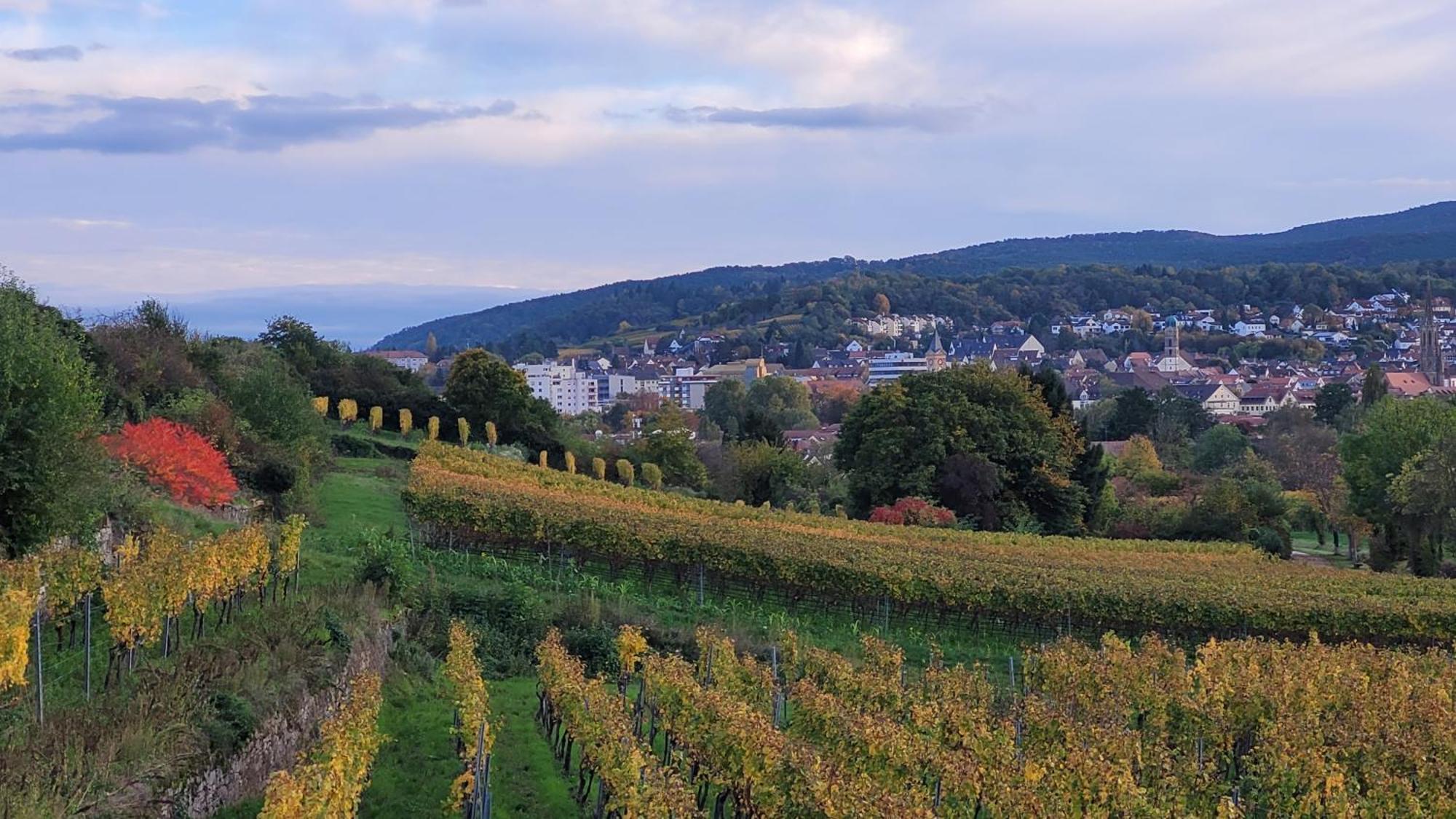 Ihr Bett Mit Blick Auf Die Weinberge Bad Dürkheim Dış mekan fotoğraf